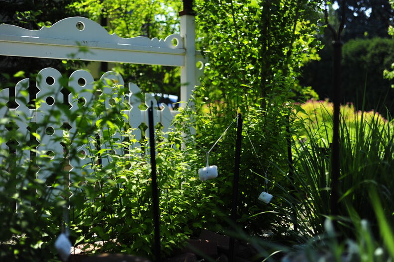 2010, 05-29 Frae's Garden 137 (Large).JPG